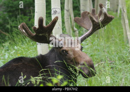 Una Bull Moose visto in appoggio su un giorno di estate Foto Stock