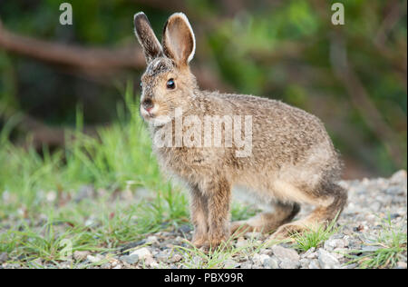 Escursioni con le racchette da neve (variabile) lepre; Baby; Leveret; Parco Nazionale di Denali; Alaskas Foto Stock