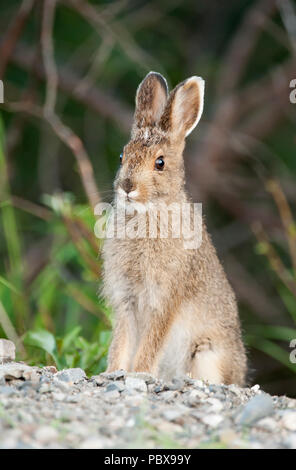 Escursioni con le racchette da neve (variabile) lepre; Baby; Leveret; Parco Nazionale di Denali; Alaskas Foto Stock