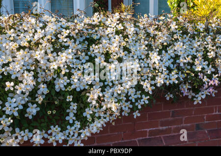 White Clematis montana in piena fioritura che crescono lungo e su un giardino wal in primavera.. Foto Stock