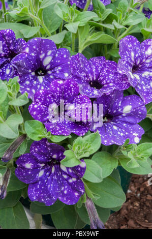 La Petunia cielo notturno che è ideale come una lettiera vegetale o per appendere cesti. Foto Stock