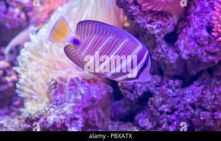 Il lago Malawi Cichlid. Foto Stock