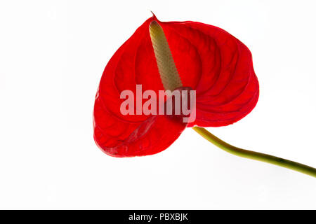 Anthurium rosso su sfondo bianco Foto Stock