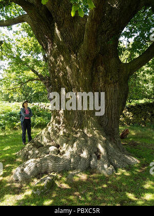 Donna che guarda la giant inglese antico tronco di quercia in Glenfield Lodge Park, Leicestershire, England, Regno Unito Foto Stock