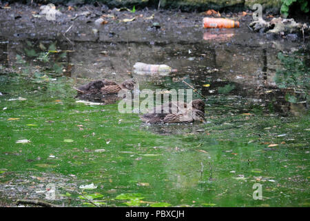 Le anatre e le ochette nuoto sullo stagno di Valley Bridge, Scarborough tra gli scartati di bottiglie in plastica e su acqua sporca Foto Stock