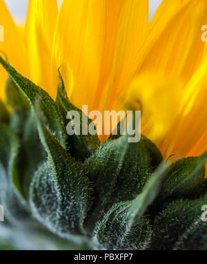 In prossimità di una testa di girasole (Helianthus annuus) da dietro e al di sotto di Foto Stock