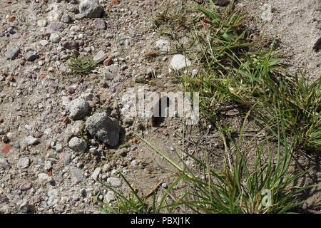 Il bruco (grande giallo underwing o noctua pronuba) passando per il rock e di erba vista superiore Foto Stock