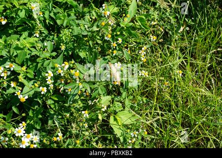 White peacock farfalle tra i fiori ( anartia jatophae) prese in Sarasota Florida che mostrano i diversi stadi di ali aperte Foto Stock