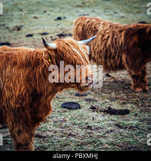 Highland mucca, Isle of Harris, Scotland, Regno Unito, Europa Foto Stock