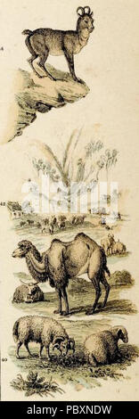 231 Fullarton, A. &AMP; Co. Caucausus &AMP; la Crimea. 1872 (L) Foto Stock