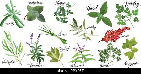 Impostare popolare di erbe culinarie con scritto a mano i nomi. Il rosmarino, majoram, timo, basilico, prezzemolo, erba cipollina, saporito, sommacco, estragone lavender bay leaf verbena cerfoglio origano Illustrazione Vettoriale