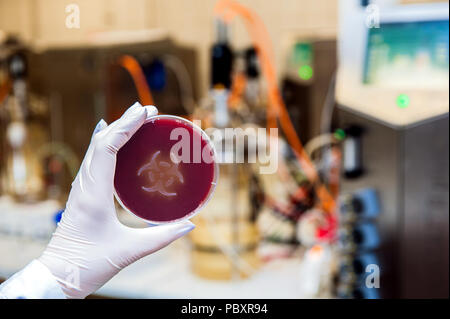 Una mano nel guanto monouso azienda fino in una piastra di petri con una coltura di batteri nella forma del simbolo di rischio biologico in un laboratorio per le biotecnologie. Foto Stock