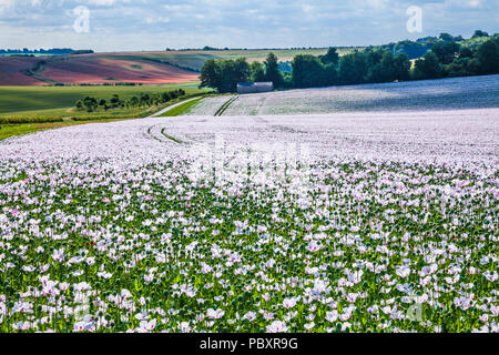Un campo di coltivare papaveri bianchi sui bassi di Marlborough nel Wiltshire. Foto Stock