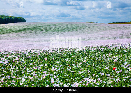 Un campo di coltivare papaveri bianchi sui bassi di Marlborough nel Wiltshire. Foto Stock