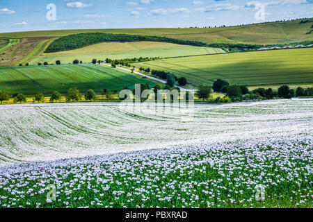 Un campo di coltivare papaveri bianchi sui bassi di Marlborough nel Wiltshire. Foto Stock