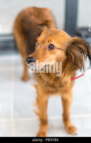 Piccolo Cane pet ritratto con sfondo luminoso Foto Stock