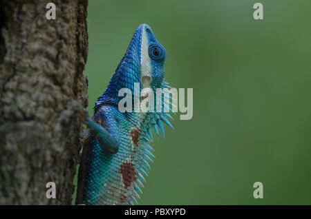 Blu-crested Lucertola o foresta indocinesi Lizard su un albero (Calotes mystaceus) Foto Stock