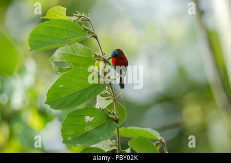 Crimson Sunbird (Aethopyga siparaja) catture sul ramo in natura Foto Stock