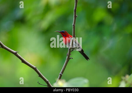 Crimson Sunbird (Aethopyga siparaja) catture sul ramo in natura Foto Stock