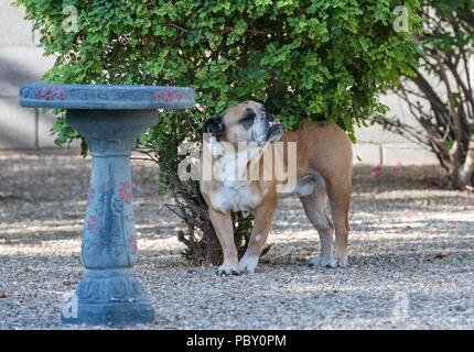Bulldog di graffiare il suo ritorno su una boccola in cantiere Foto Stock