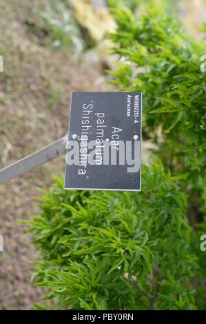 Acer palmatum Shishigashira Foto Stock