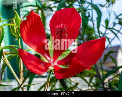 Un lage scarlet rosemallow fiore, un tipo di hibiscus, fiorisce in colori brillanti lungo una strada in un piccolo giardino giapponese. Foto Stock