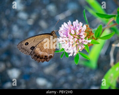 Un marrone legno comune-ninfa butterfly feed da fiori di trifoglio in un parco nel centro di prefettura di Kanagawa, Giappone Foto Stock