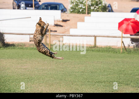 Serval, animale felino jumping alta in un prato a caccia le sue prede. Foto Stock