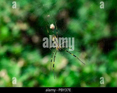 Un giapponese weaver spider su un web tra i cespugli in un piccolo parco nel centro di prefettura di Kanagawa, Giappone. Foto Stock