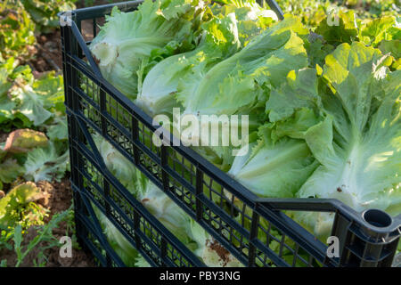 Organico fresco verde foglia di lattuga crescita vegetale all'esterno sul campo, pronta per la mietitura Foto Stock