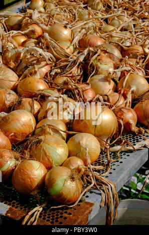 Cipolle essiccazione nel sole caldo, North Norfolk, Inghilterra Foto Stock