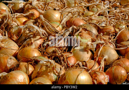 Cipolle essiccazione nel sole caldo, North Norfolk, Inghilterra Foto Stock