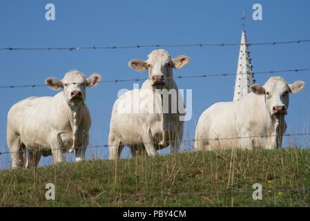 Charolais: tre giovani curiosi charlois vacche guarda dal loro campo superiore Foto Stock