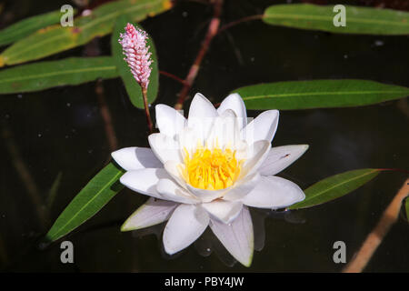 Bellissimo fiore di loto, bianco Nymphaea alba o acqua giglio tra il verde delle foglie con il polline giallo e piccoli fiori di colore rosa sullo sfondo, close up Foto Stock