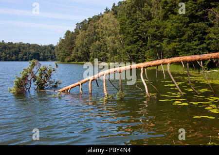 Bella caduto ma vivo pino sopra l'acqua nel lago tra il verde delle foglie è simile a una porta Foto Stock