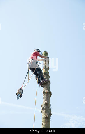 Un chirurgo ad albero con una sega a catena nel processo di taglio verso il basso un albero alto Foto Stock