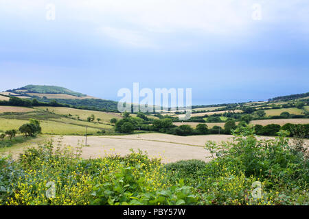 Campagna di Dorset - Giovanni Gollop Foto Stock