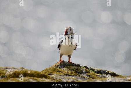 Isola di maggio i puffini in luglio Foto Stock