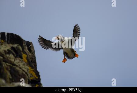 Isola di maggio i puffini in luglio Foto Stock