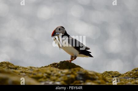 Isola di maggio i puffini in luglio Foto Stock