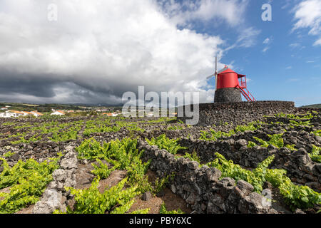 Un tradizionale mulino a vento lungo la costa del Monte, nel territorio del comune di Madalena, con righe hedge dividendo i vigneti in Pico island, Azzorre Foto Stock