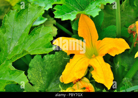 Fiore giallo di zucchine con fogliame verde nel giardino, vicino. Rigogliosa pianta zucchina con foglie. Concetto di agrotechnical cura e cultivat Foto Stock