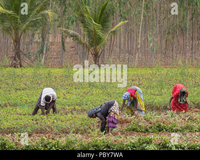 Thanjavur, India - 13 Marzo 2018: i lavoratori agricoli la raccolta di una coltivazione di arachidi ( Arachis hypogaea ) nello stato meridionale indiano Foto Stock