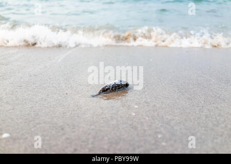 Primo piano di un pesce morto si è incagliata durante la tempesta a Miami in Florida durante il tramonto sulla sabbia Foto Stock