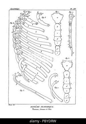 190 Encyclopédie méthodique - Systeme Anatomique, PL15 Foto Stock