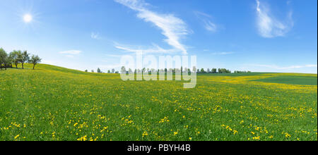 Grande prato in fiore con tarassaco Foto Stock