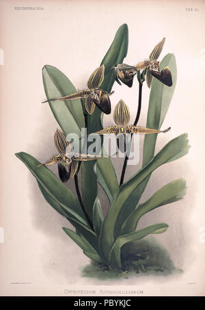 220 Federico Sander - Reichenbachia II piastra 61 (1890) - Cypripedium rothschildianum Foto Stock