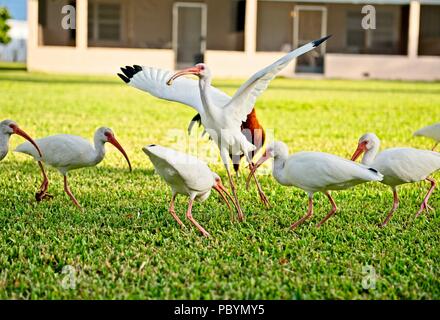 Un gregge di Americano bianco Ibis in cerca di cibo in un cortile erboso con un uccello sbattimenti le sue ali Foto Stock