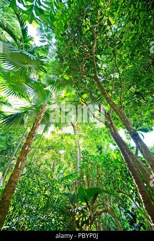 Guardando il lato inferiore di alti alberi verdi Foto Stock