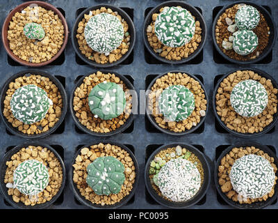 Po' di cactus al piccolo vaso, impianto per la decorazione. Foto Stock